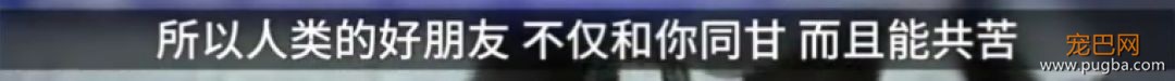 狗狗真的知道你在伤心吗？最新研究显示...-10.jpeg