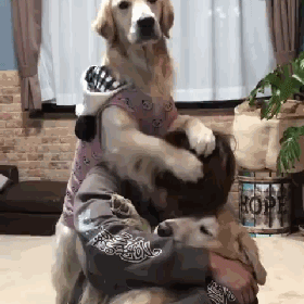 狗狗真的知道你在伤心吗？最新研究显示...-7.gif