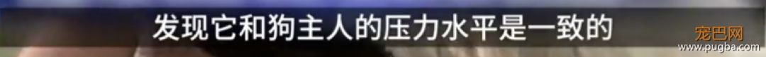 狗狗真的知道你在伤心吗？最新研究显示...-6.jpeg