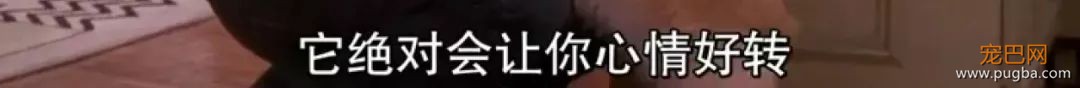 狗狗真的知道你在伤心吗？最新研究显示...-12.jpeg