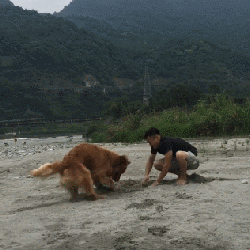 狗狗真的知道你在伤心吗？最新研究显示...-16.gif