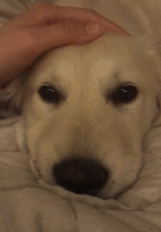 狗狗真的知道你在伤心吗？最新研究显示...-15.gif