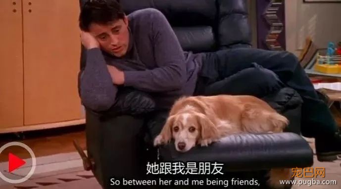 狗狗真的知道你在伤心吗？最新研究显示...-13.jpeg