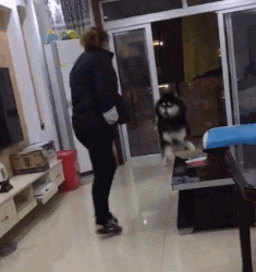 狗狗真的知道你在伤心吗？最新研究显示...-17.gif