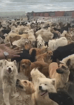 有了孩子不适合养狗？把这个甩给他们打脸！-4.gif