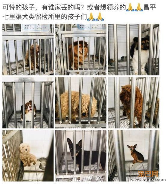 有了孩子不适合养狗？把这个甩给他们打脸！-5.jpeg