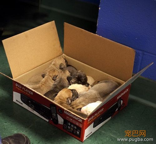 有了孩子不适合养狗？把这个甩给他们打脸！-7.jpeg