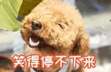 笑屎了！冒死混进汪星人的朋友圈，它们聊的内容承包了我本周所有笑点！-1.jpg