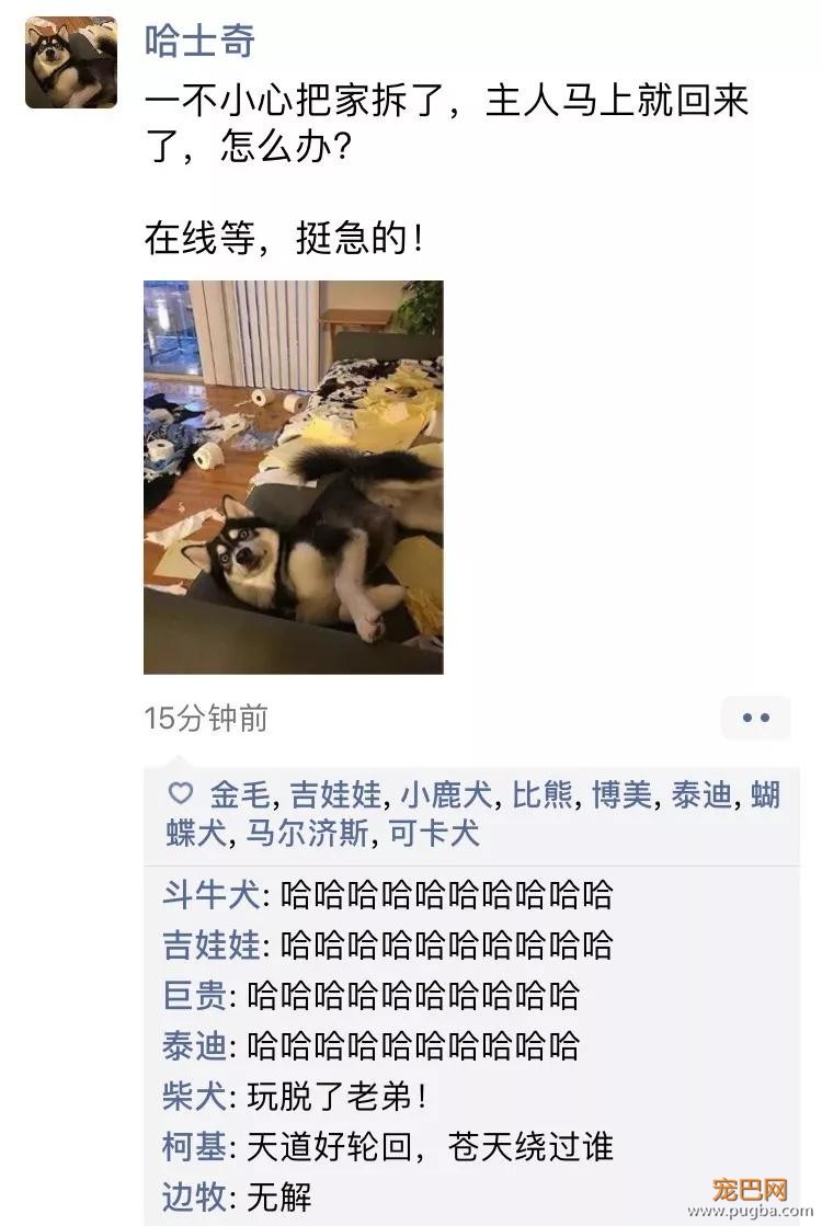 笑屎了！冒死混进汪星人的朋友圈，它们聊的内容承包了我本周所有笑点！-4.jpg