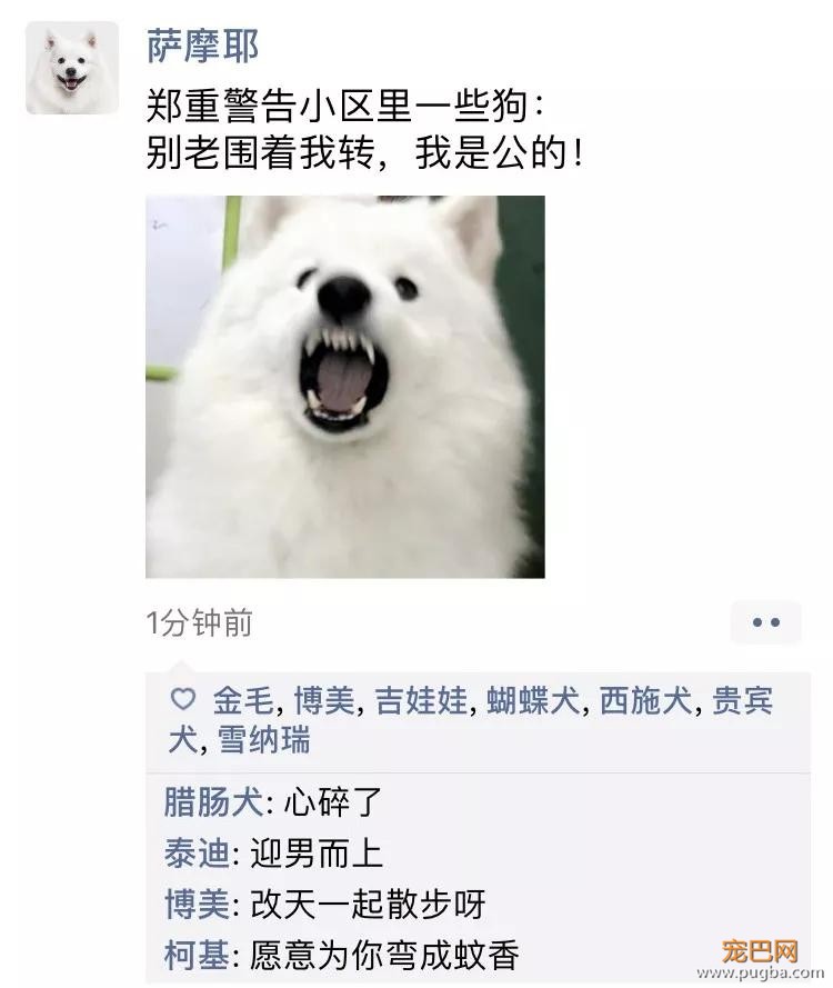 笑屎了！冒死混进汪星人的朋友圈，它们聊的内容承包了我本周所有笑点！-2.jpg