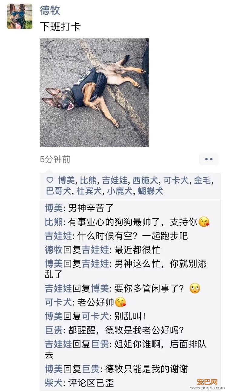 笑屎了！冒死混进汪星人的朋友圈，它们聊的内容承包了我本周所有笑点！-3.jpg