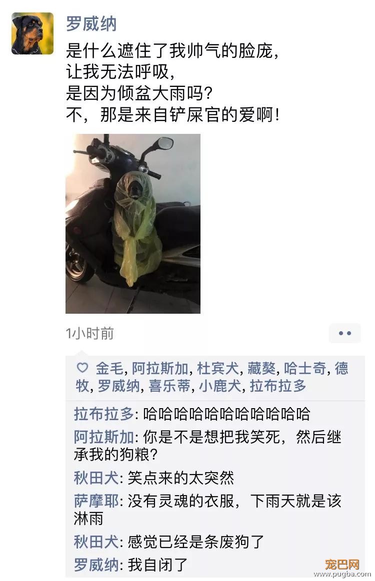笑屎了！冒死混进汪星人的朋友圈，它们聊的内容承包了我本周所有笑点！-9.jpg