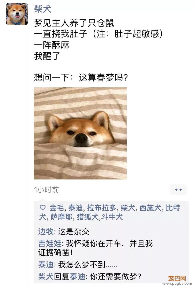 笑屎了！冒死混进汪星人的朋友圈，它们聊的内容承包了我本周所有笑点！-8.jpg