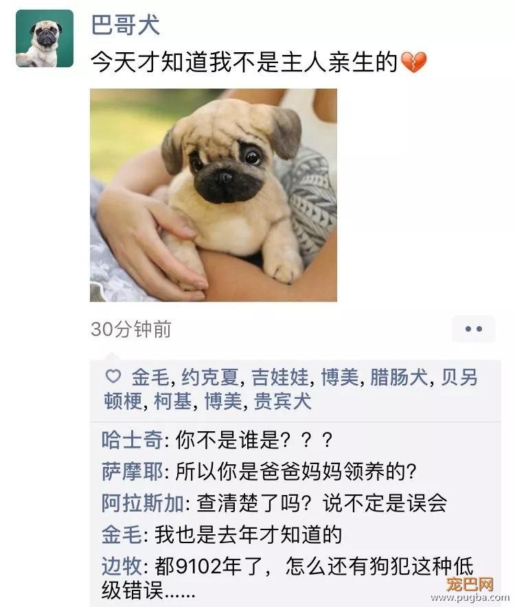 笑屎了！冒死混进汪星人的朋友圈，它们聊的内容承包了我本周所有笑点！-6.jpg