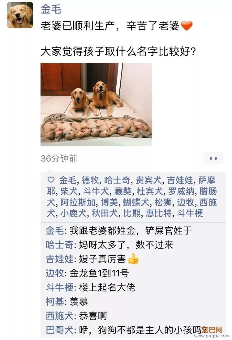 笑屎了！冒死混进汪星人的朋友圈，它们聊的内容承包了我本周所有笑点！-7.jpg