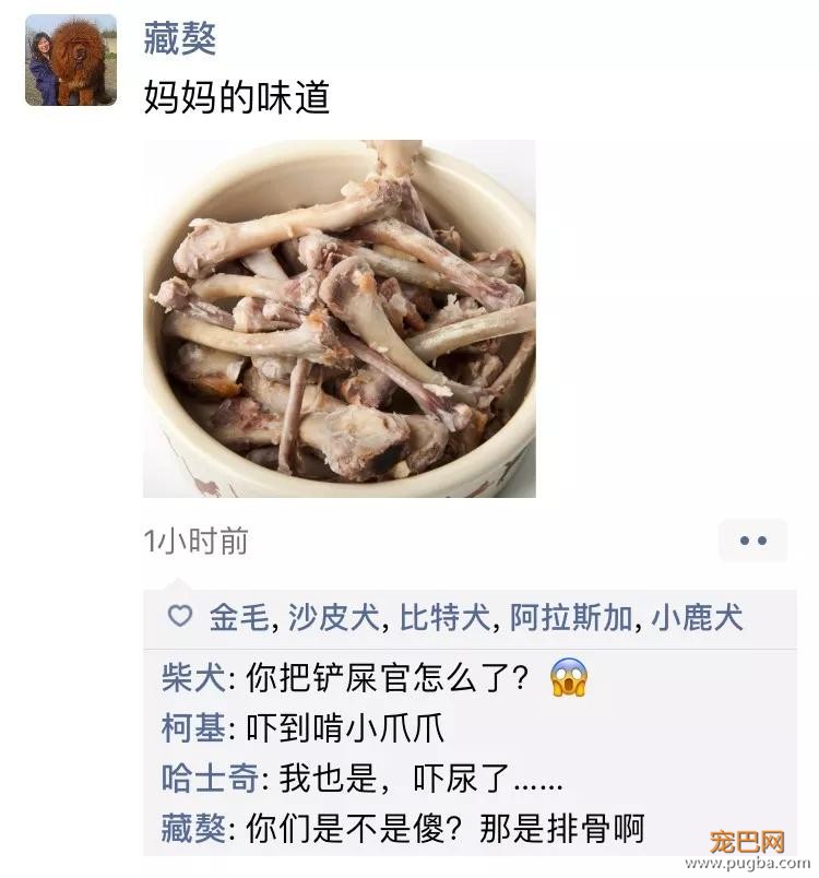 笑屎了！冒死混进汪星人的朋友圈，它们聊的内容承包了我本周所有笑点！-10.jpg
