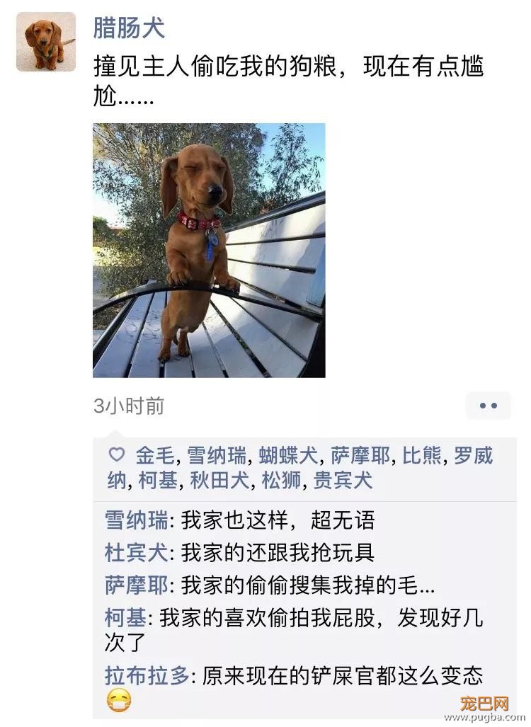 笑屎了！冒死混进汪星人的朋友圈，它们聊的内容承包了我本周所有笑点！-13.jpg