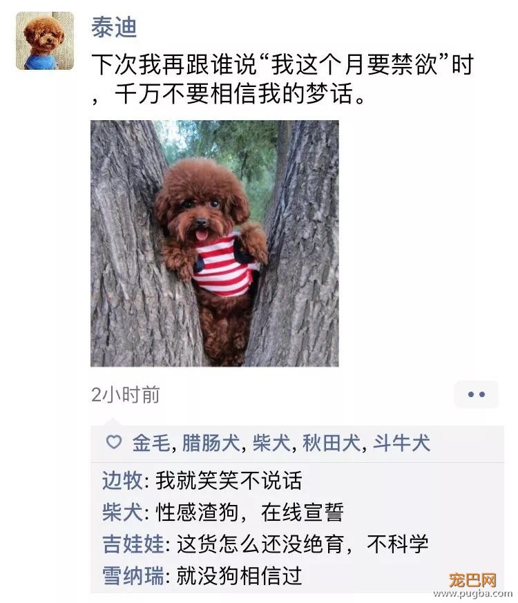 笑屎了！冒死混进汪星人的朋友圈，它们聊的内容承包了我本周所有笑点！-12.jpg