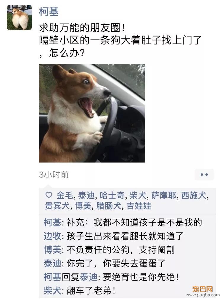 笑屎了！冒死混进汪星人的朋友圈，它们聊的内容承包了我本周所有笑点！-15.jpg