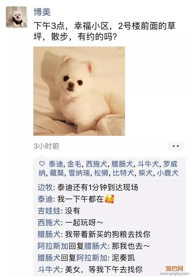 笑屎了！冒死混进汪星人的朋友圈，它们聊的内容承包了我本周所有笑点！-14.jpg