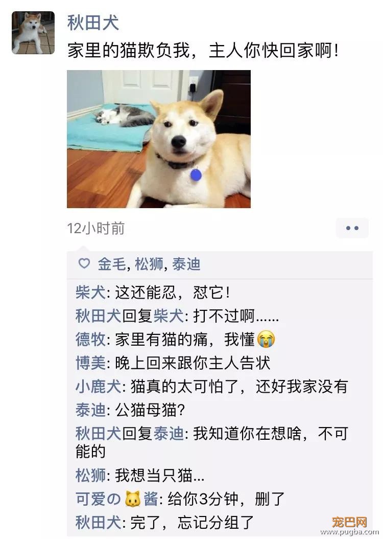 笑屎了！冒死混进汪星人的朋友圈，它们聊的内容承包了我本周所有笑点！-16.jpg