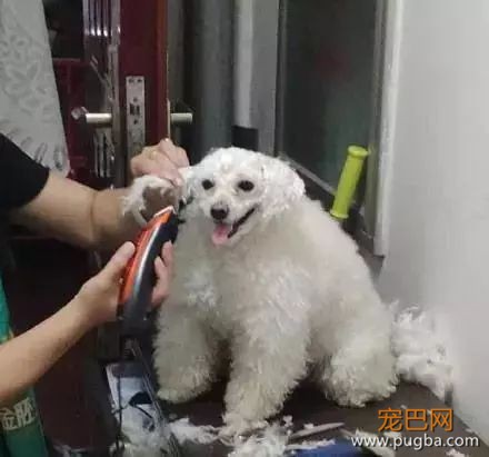 下雨天出门遛狗，脑洞大开的主人祭出了秘密武器-2.jpeg