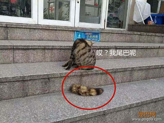 看到一只猫咪尾巴掉了，引来路人围观，随后迈着步子走开了！-1.jpeg