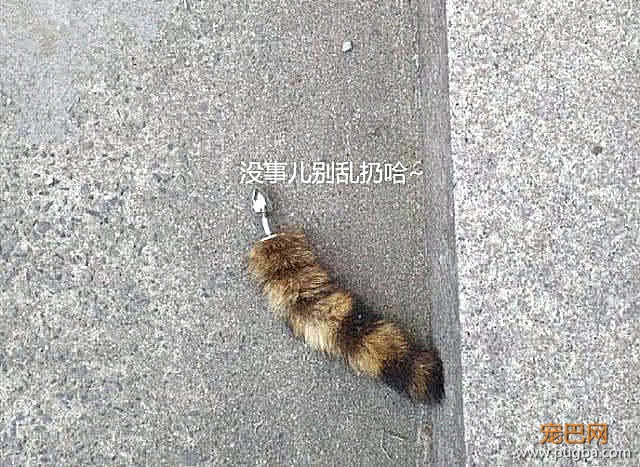 看到一只猫咪尾巴掉了，引来路人围观，随后迈着步子走开了！-2.jpeg