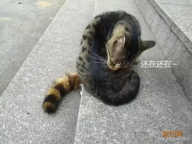 看到一只猫咪尾巴掉了，引来路人围观，随后迈着步子走开了！-4.jpeg