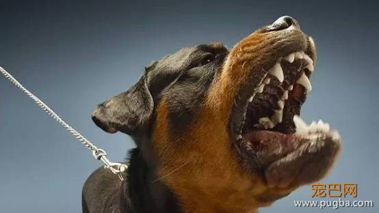 打了4针狂犬疫苗后仍病发身亡！天热狗狗也烦躁，这些一定要注意！-4.jpeg