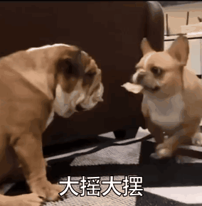 这只叼着薯片的狗砸样子有多贱？快把同伴气炸啦！-1.gif