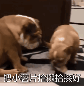 这只叼着薯片的狗砸样子有多贱？快把同伴气炸啦！-5.gif