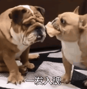 这只叼着薯片的狗砸样子有多贱？快把同伴气炸啦！-8.gif