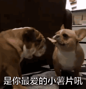 这只叼着薯片的狗砸样子有多贱？快把同伴气炸啦！-9.gif