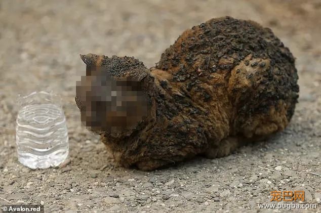 44人死！25万人大撤退！中国总领馆紧急通知！这里变成人间炼狱！有人疯狂逃窜，有人吓到趴下，还有人，向灾难冲去...-36.jpeg