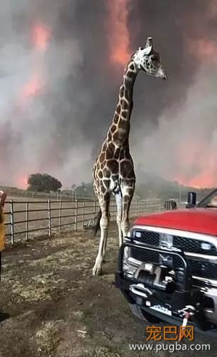 44人死！25万人大撤退！中国总领馆紧急通知！这里变成人间炼狱！有人疯狂逃窜，有人吓到趴下，还有人，向灾难冲去...-77.jpeg