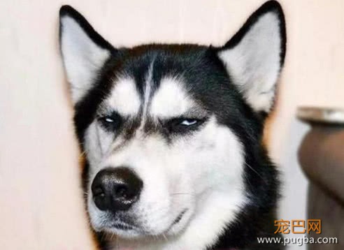 哈士奇会上树，谁也拦不住，网友：这么高的树二哈是怎么上去的？-1.jpeg