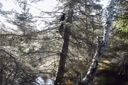 哈士奇会上树，谁也拦不住，网友：这么高的树二哈是怎么上去的？-3.gif