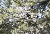 哈士奇会上树，谁也拦不住，网友：这么高的树二哈是怎么上去的？-5.gif