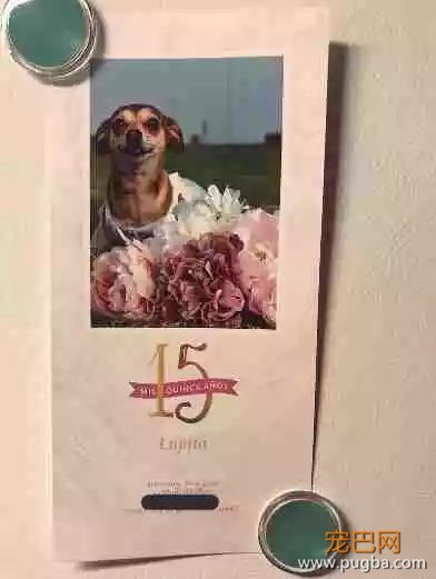 拯救悲伤流浪犬？仪式感对狗狗来说同样重要~-3.jpeg