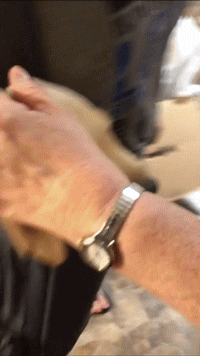 网友用包包装狗准备带出门，可这效果...这是在引诱路人犯罪！-2.gif