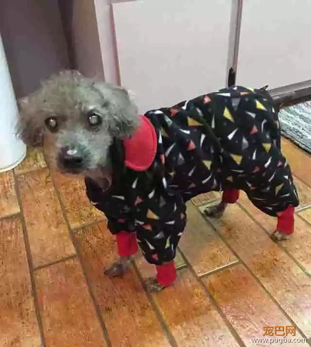 你敢相信吗？有些狗狗，连怎么吃东西都忘了-9.jpeg