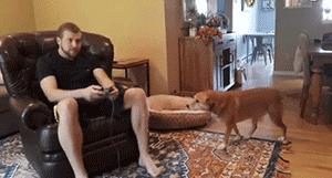 主人沉迷游戏无法自拔，狗：别玩了，玩我吧-2.gif