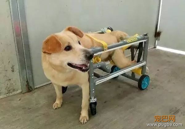 瘫痪的狗狗如此坚强，你还有什么理由不努力-2.jpeg
