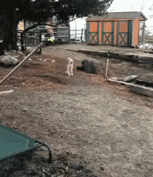 瘫痪的狗狗如此坚强，你还有什么理由不努力-1.gif