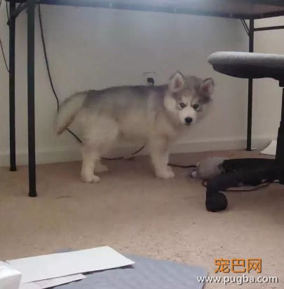 哈士奇天天拆家，主人舍不得揍它，凑合过呗还能炖了咋地！-1.jpeg