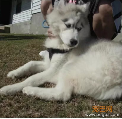 哈士奇天天拆家，主人舍不得揍它，凑合过呗还能炖了咋地！-4.jpeg
