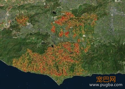 在美国大火中“迷路”的狗狗，后来怎么样了？-1.jpeg