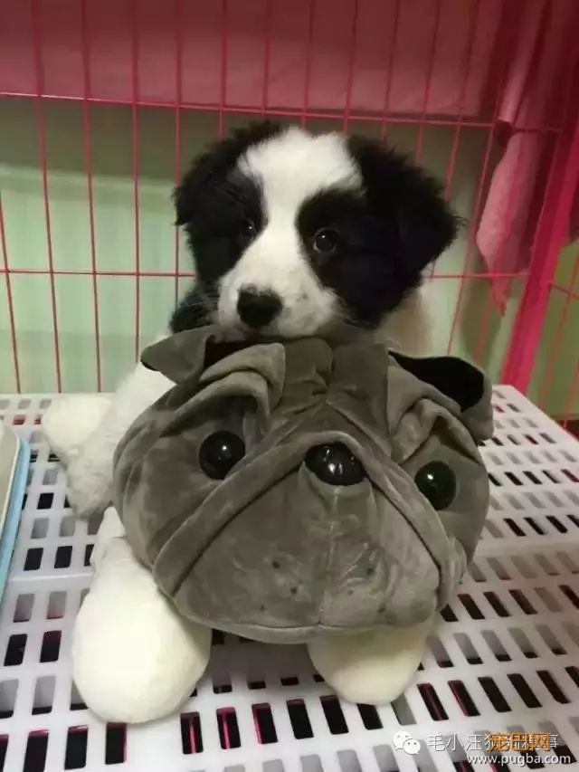 人生第一次养狗，也可能是最后一次...-2.jpeg