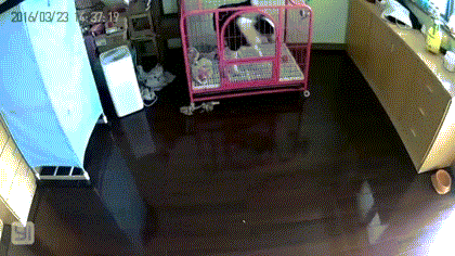 人生第一次养狗，也可能是最后一次...-3.gif